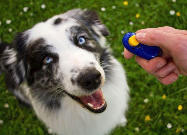 Why Dog Marker Training is the Best - Small Animal Planet